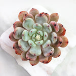 Echeveria Biyant