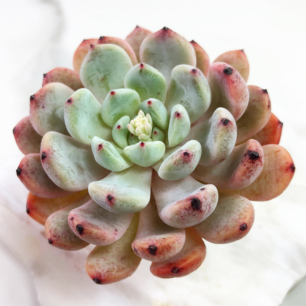 Echeveria Biyant