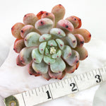 Echeveria Biyant