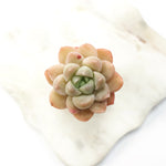 SPECIAL! JUST CART!!!  Echeveria 'Baba'