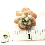 SPECIAL! JUST CART!!!  Echeveria 'Baba'