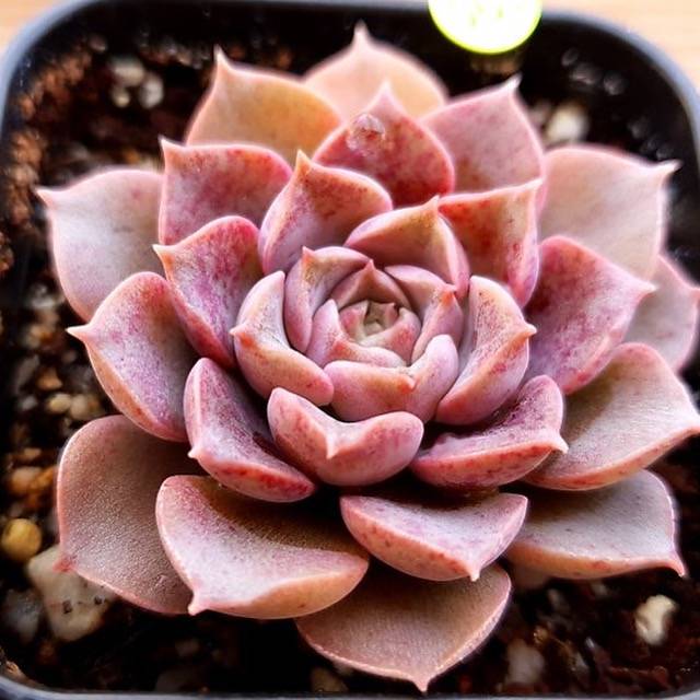 PRESALE Echeveria Mochican, (Not so Random)