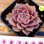 PRESALE Echeveria Mochican, (Not so Random)