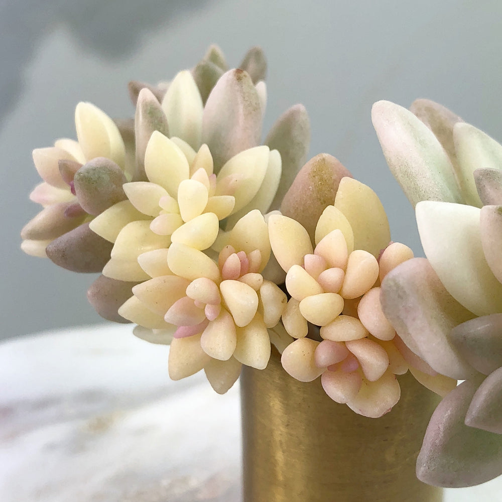 Graptopetalum Mirinae, Variegata