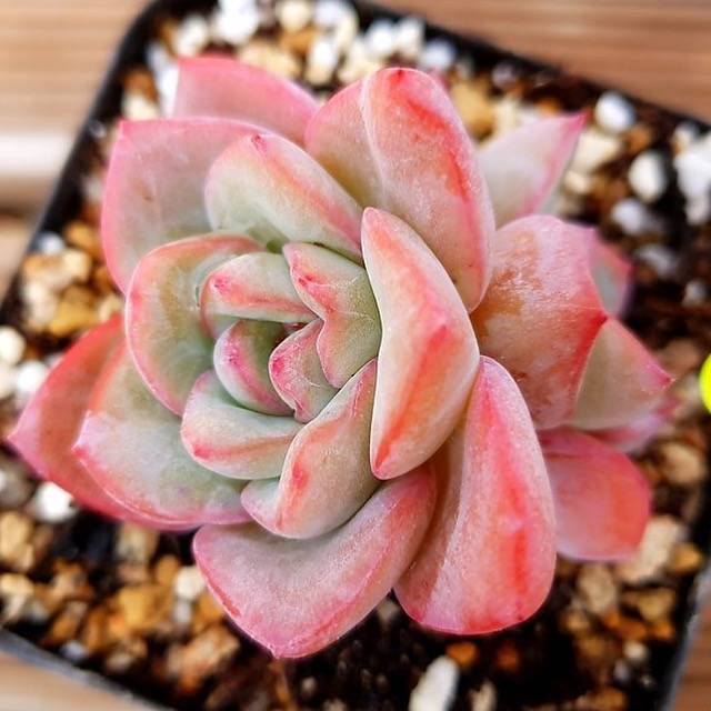 PRESALE Echeveria Amabil, (Not so Random)