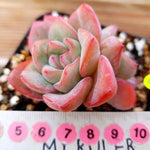 PRESALE Echeveria Amabil, (Not so Random)