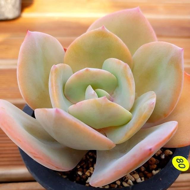 PRESALE Echeveria HAKUHOU, (Not so Random)