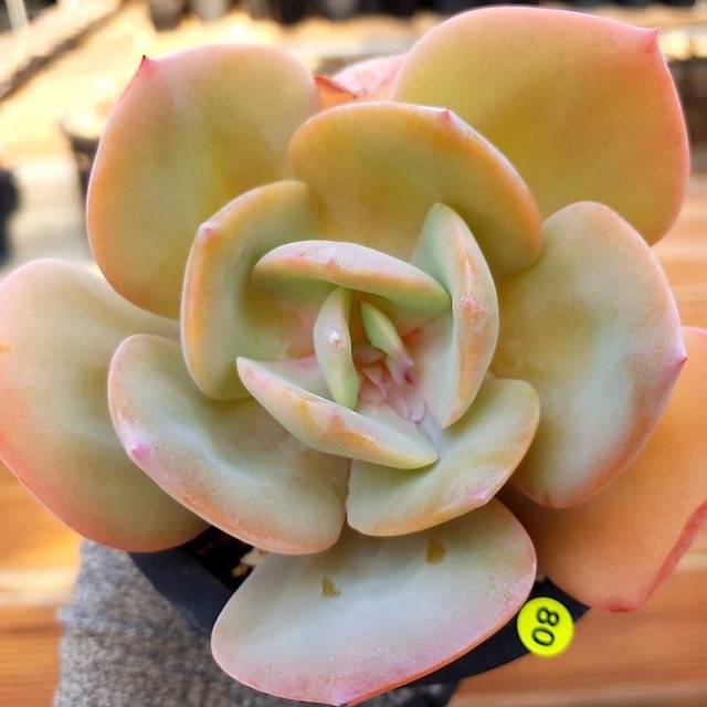 PRESALE Echeveria HAKUHOU, (Not so Random)