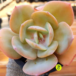 PRESALE Echeveria HAKUHOU, (Not so Random)