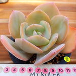 PRESALE Echeveria HAKUHOU, (Not so Random)