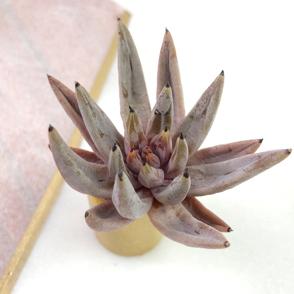 Echeveria Unguiculata