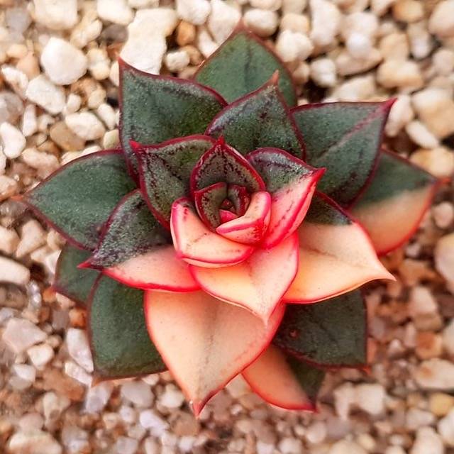 PRESALE Echeveria Monocerotis, Variegata, (Random)