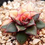 PRESALE Echeveria Monocerotis, Variegata, (Random)