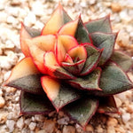 PRESALE Echeveria Monocerotis, Variegata, (Random)