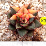 PRESALE Echeveria Monocerotis, Variegata, (Random)