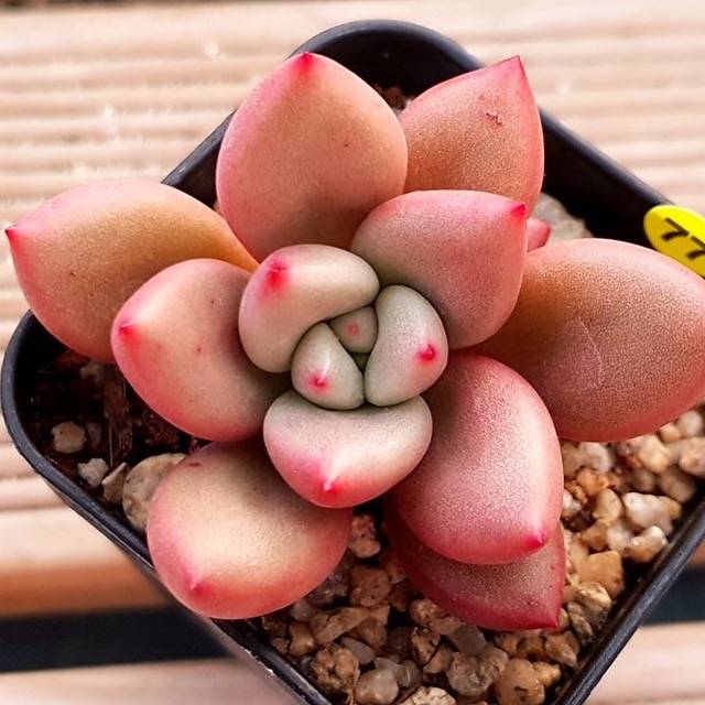 PRESALE Echeveria Rubidonna, (Random)