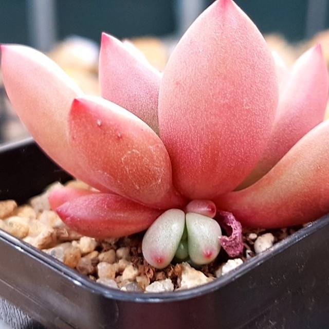 PRESALE Echeveria Rubidonna, (Random)