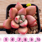 PRESALE Echeveria Rubidonna, (Random)