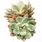 THE GOOD, THE BAD and The UGLY SALE!  Echeveria Ariel, (Double)