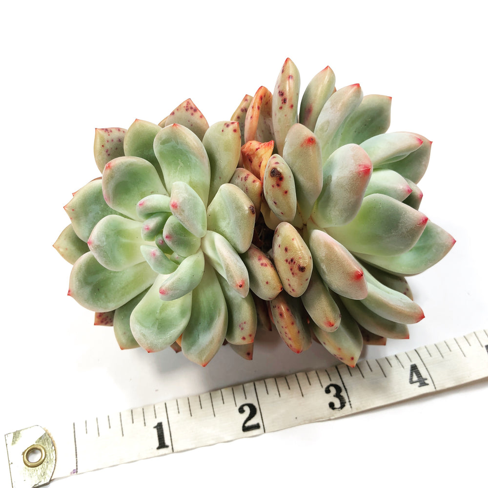 THE GOOD, THE BAD and The UGLY SALE!  Echeveria Ariel, (Double)