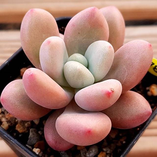 PRESALE Echeveria Rubidonna, (Random)