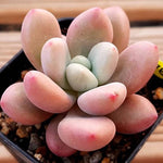 PRESALE Echeveria Rubidonna, (Random)