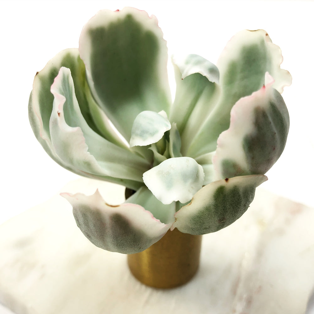 THE GOOD, THE BAD and The UGLY SALE! Echeveria Berkeley Light
