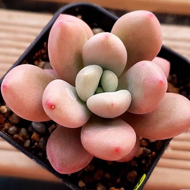 PRESALE Echeveria Rubidonna, (Random)