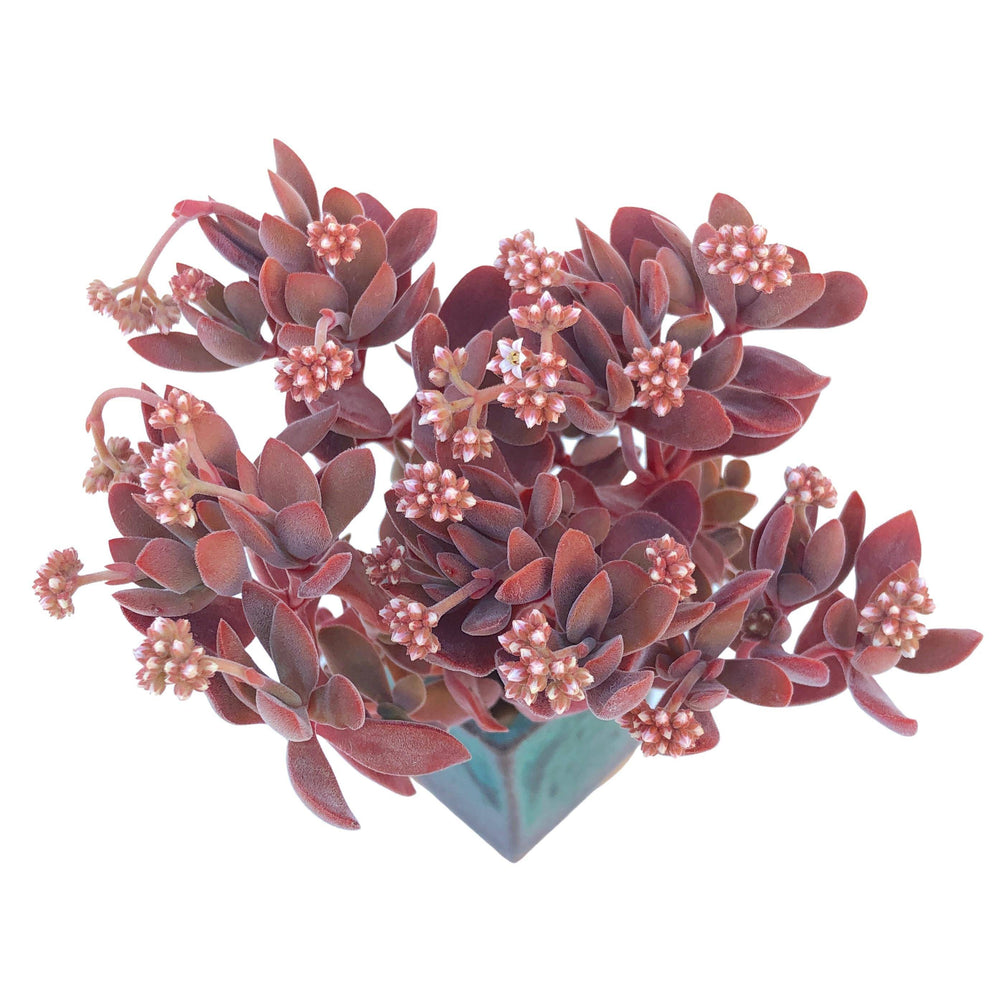 Crassula Atropurpurea var. Watermeyeri, Randomish