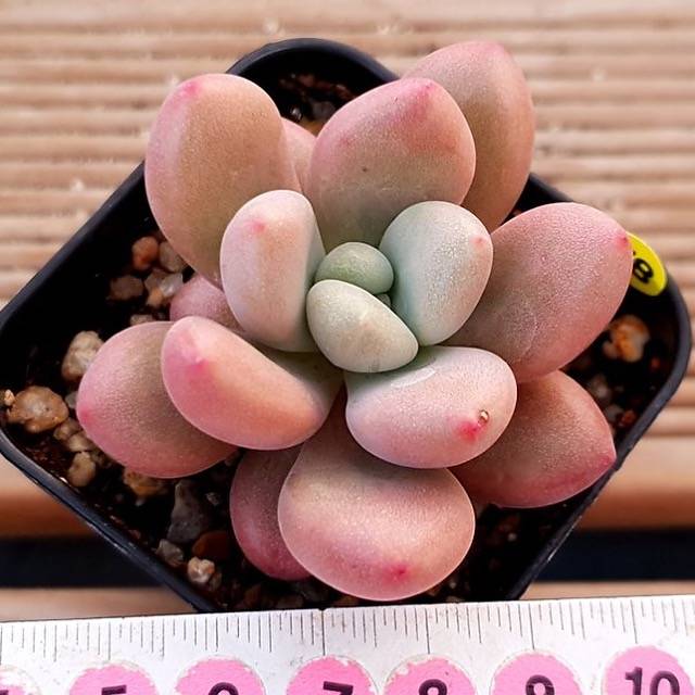 PRESALE Echeveria Rubidonna, (Random)