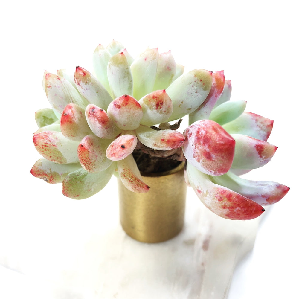 THE GOOD, THE BAD and The UGLY SALE! Echeveria Crested Monroe