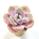 THE GOOD, THE BAD and The UGLY SALE!  Echeveria 'Drawn'