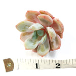THE GOOD, THE BAD and The UGLY SALE! Echeveria Dryant