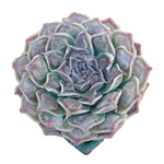 Echeveria Hearts Choice