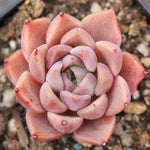 Presale Echeveria Helena Sp