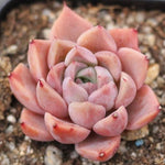 Presale Echeveria Helena Sp