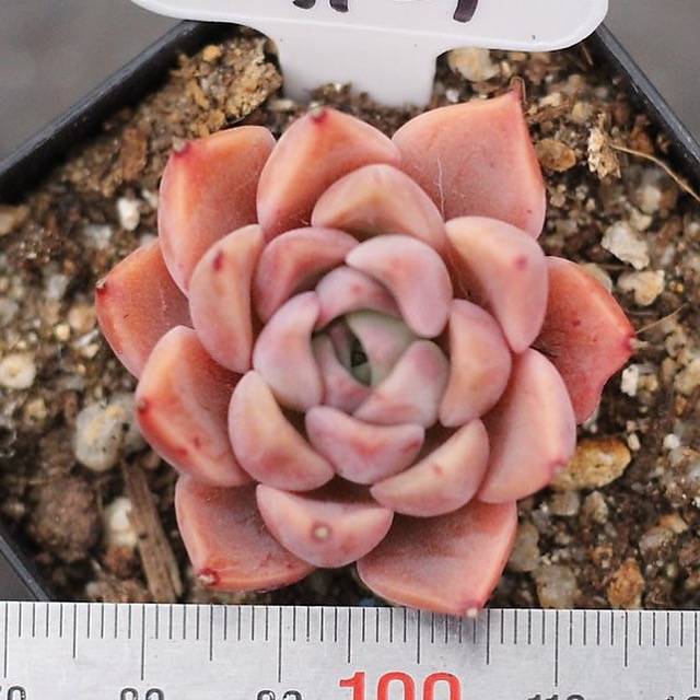 Presale Echeveria Helena Sp