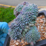 PRESALE Echeveria Setosa v Deminuta, Crested, (Not so Random)