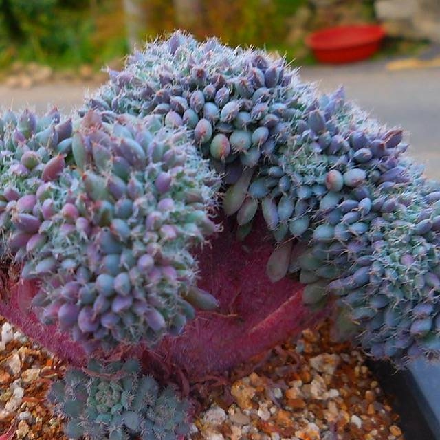 PRESALE Echeveria Setosa v Deminuta, Crested, (Not so Random)