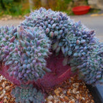 PRESALE Echeveria Setosa v Deminuta, Crested, (Not so Random)