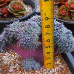 PRESALE Echeveria Setosa v Deminuta, Crested, (Not so Random)