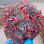 PRESALE Echeveria Still, Crested, (Not so Random)