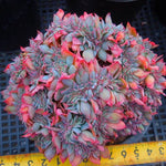 PRESALE Echeveria Still, Crested, (Not so Random)