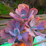 PRESALE Echeveria Dreams and Fantasy, HUGE Triple, (Not so Random)