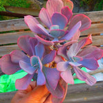 PRESALE Echeveria Dreams and Fantasy, HUGE Triple, (Not so Random)