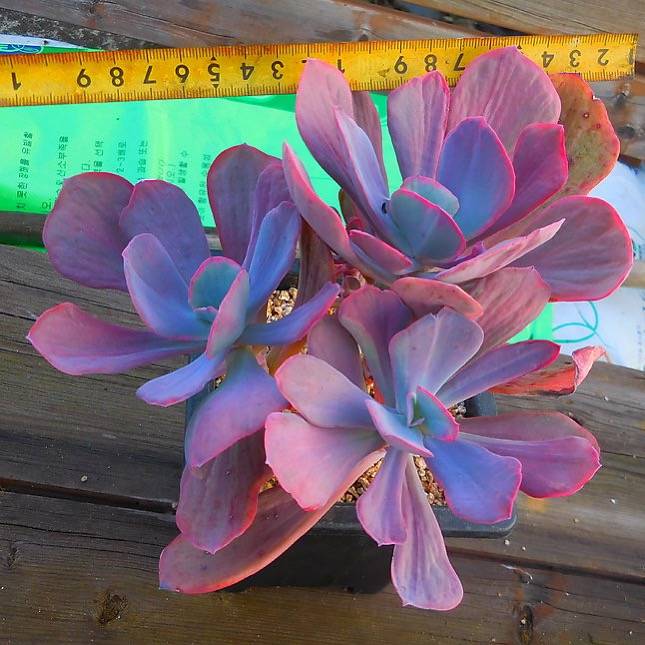 PRESALE Echeveria Dreams and Fantasy, HUGE Triple, (Not so Random)