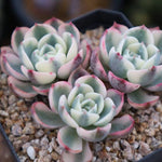 PRESALE Echeveria Lenore Dean, Triple, (Not so Random)