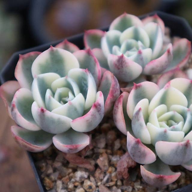 PRESALE Echeveria Lenore Dean, Triple, (Not so Random)