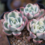 PRESALE Echeveria Lenore Dean, Triple, (Not so Random)