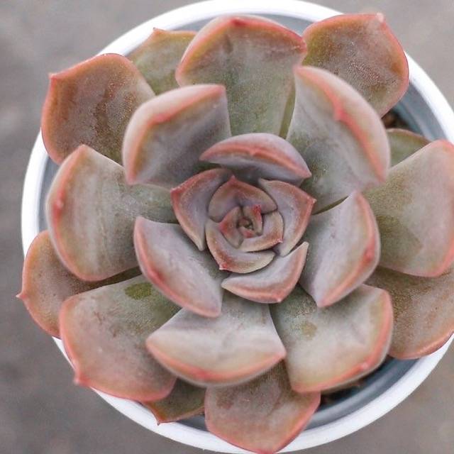 SPECIAL! JUST CART!!! PRESALE Echeveria Unknown